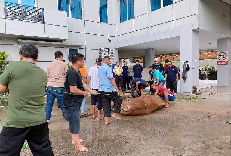 Bentuk rasa syukur lebaran idul adha 1445H keluarga besar yayasan igm berkurban Sapi Simmental
